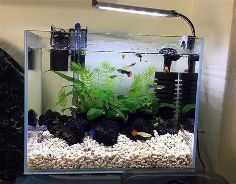 家養魚|養魚新手入門：水族箱設缸完全教學！